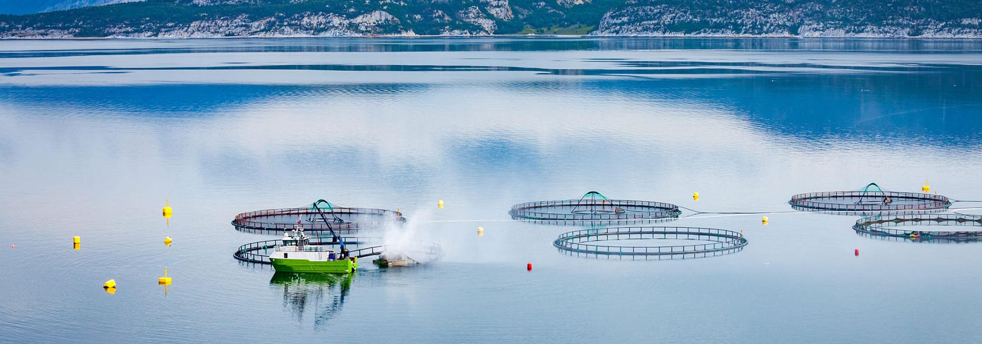 今年会养殖成本更低、更赢利