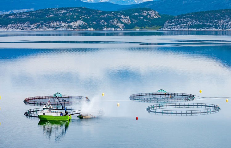 今年会养殖成本更低、更赢利