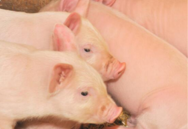 今年会 | 官方网站